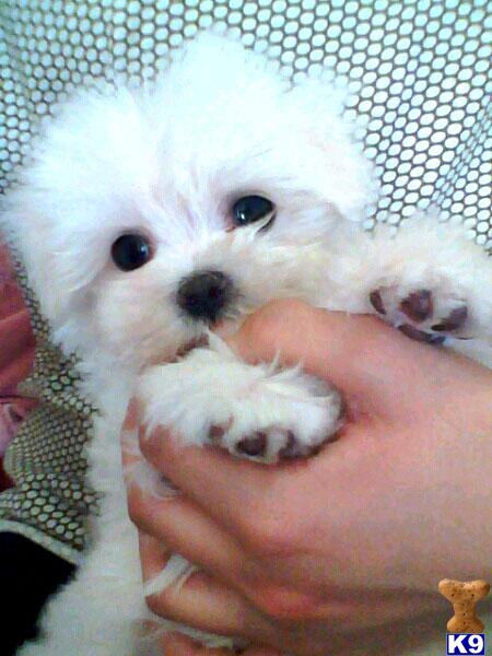 Maltese Puppies in CA