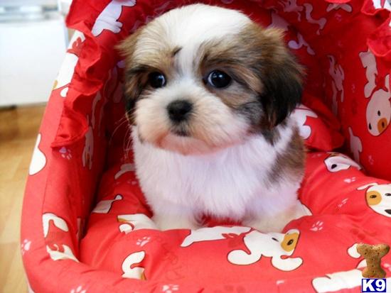 Teacup+shih+tzu+puppies+for+sale+in+pa