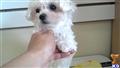 Maltese