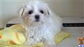Maltese