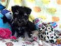 Miniature Schnauzer