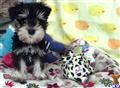 Miniature Schnauzer