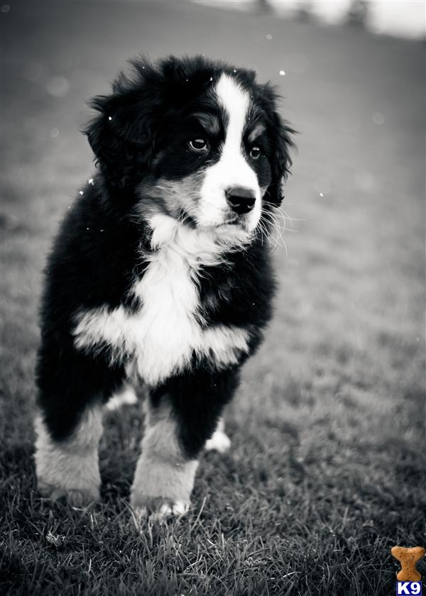 Puppies in UT