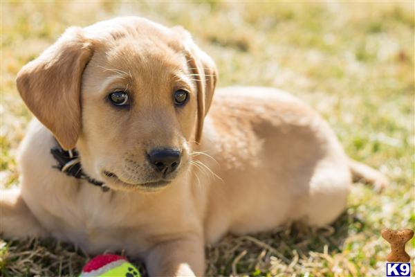 golden retriever puppies for sale in florida golden labrador retriever puppies for sale in florida golden retriever puppies for sale in florida golden labrador retriever puppies for sale in florida