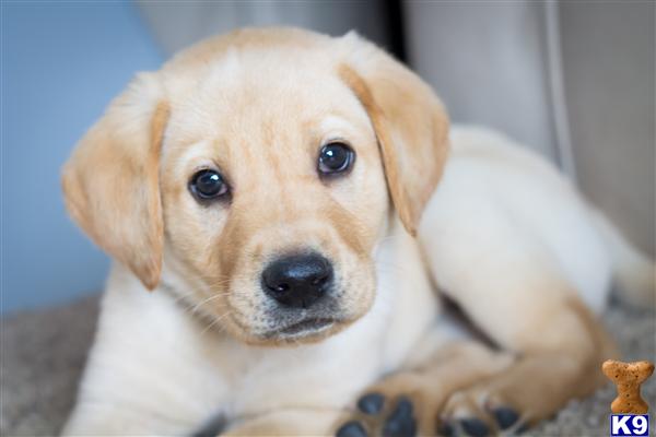 Puppies in UT