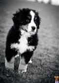 Bernese Mountain Dog