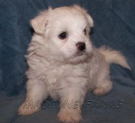 Puppies in EXETER