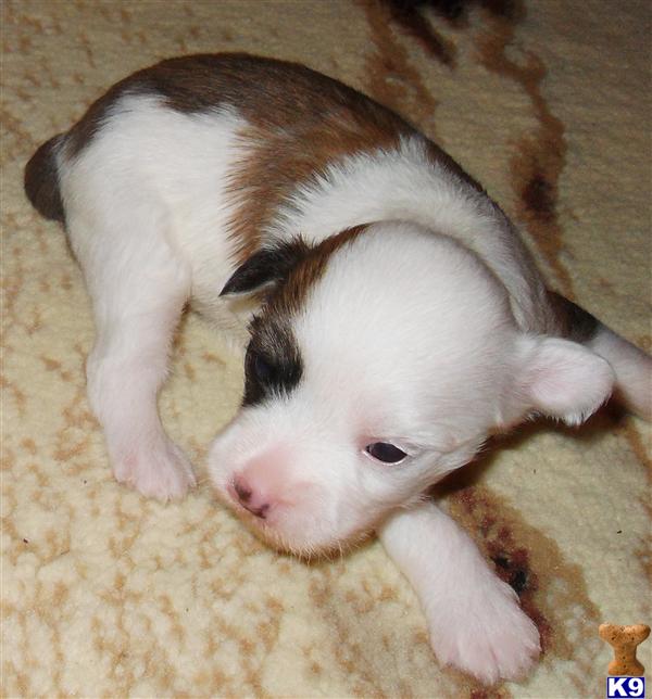 Chinese Crested Puppies