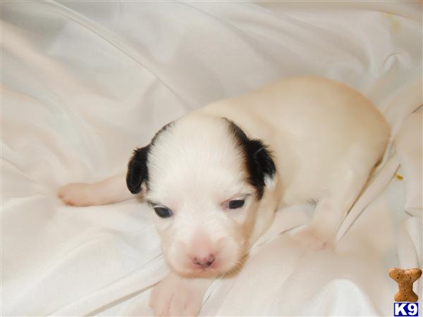 Chinese Crested Puppies