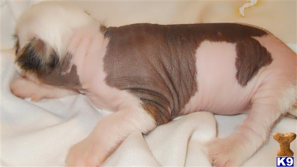 Chinese Crested Puppies