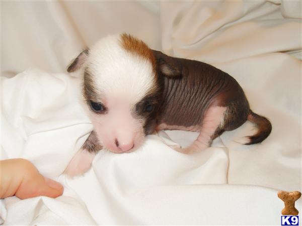 Chinese Crested Puppies