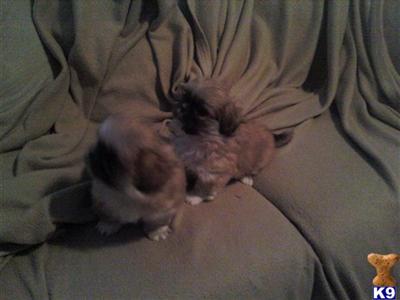 Puppies in MA