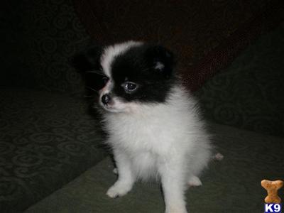 Puppies in NJ
