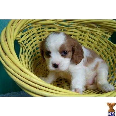 Brittany Puppies