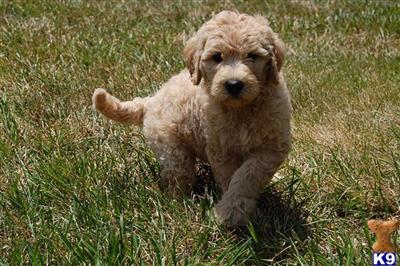 Labradoodle Puppies for Sale