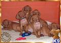 Vizsla