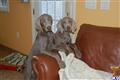 Weimaraner