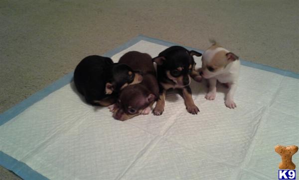 Puppies in WV
