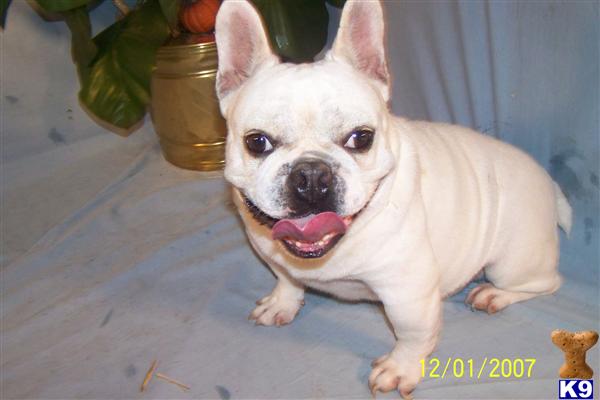Dogs - French Bulldog