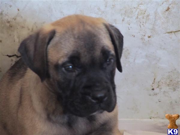 Bullmastiff Puppies