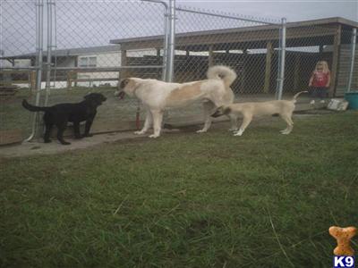 Anatolian Shepherd Dog Puppies