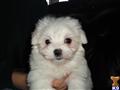 Maltese