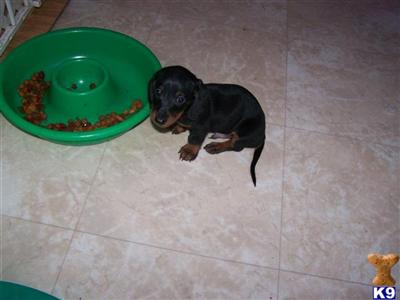 Puppies in MD