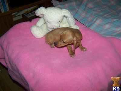Puppies in MD