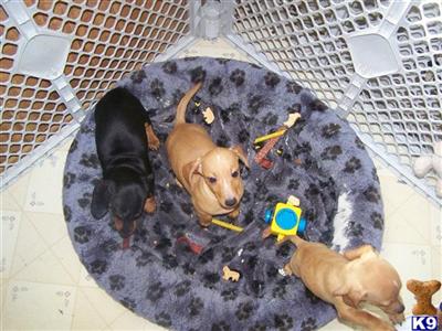 Puppies in MD