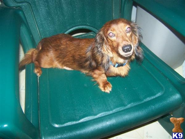 Dogs for Sale in MD