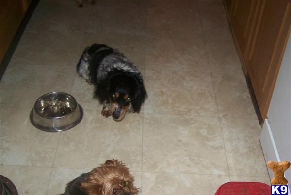 Dogs for Sale in MD