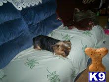 Dogs for Sale in MD