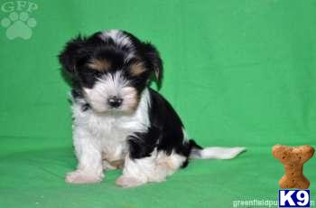 Biewer Yorkshire Terriers Puppies