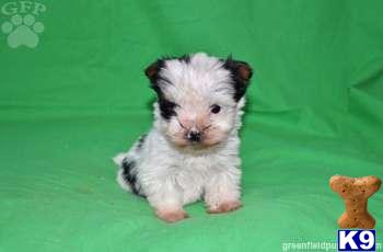 Biewer Yorkshire Terriers Puppies