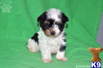 Biewer Yorkshire Terriers Puppies