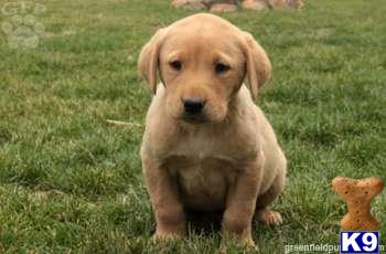 Black+newfoundland+puppies+for+sale