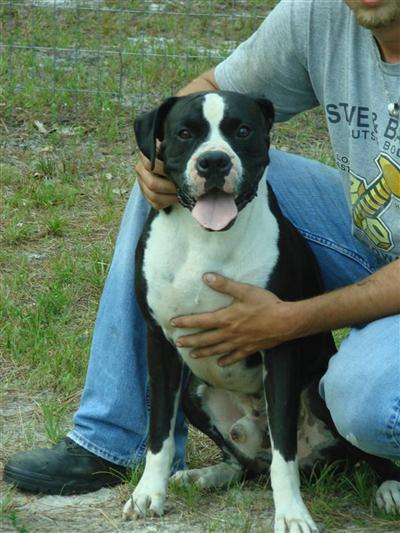 Stud Dogs in GA