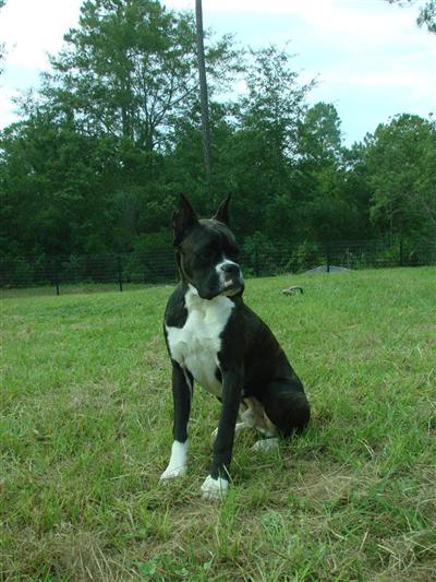 Stud Dogs in GA