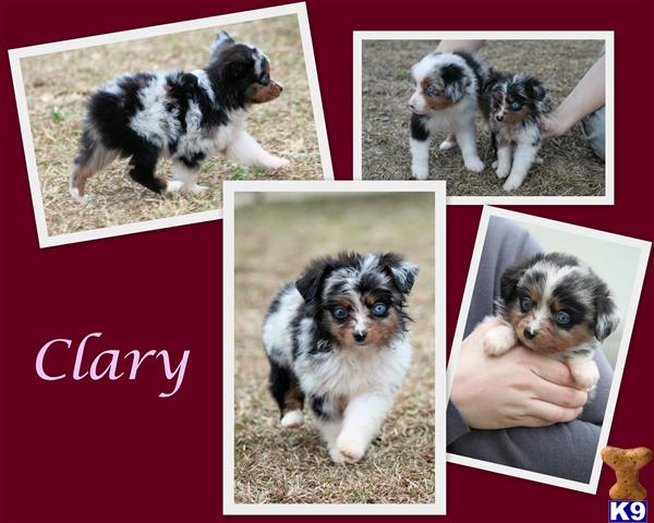 Puppies in Hortense