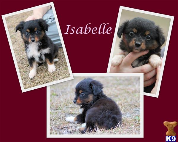 Puppies in Hortense