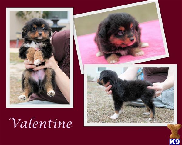 Puppies in Hortense