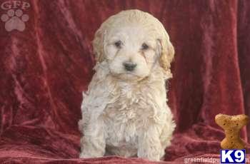 Cockapoos Puppies