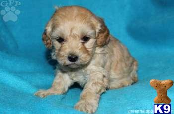 Cockapoos Puppies