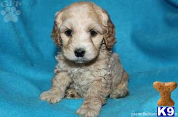 Cockapoos Puppies