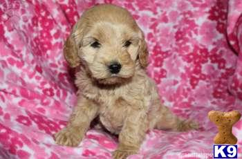 Cockapoos Puppies