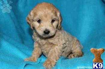 Cockapoos Puppies