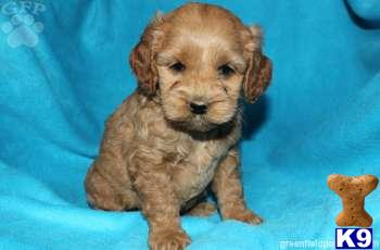 Cockapoos Puppies