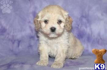 Cockapoos Puppies