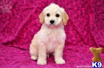 Cockapoos Puppies