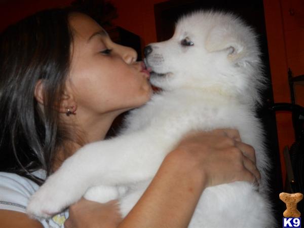 Wolf Dog Puppies in CA